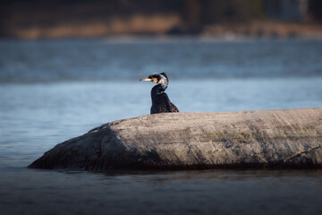 adult great cormorant stands on the river bank
