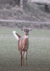 Fototapeta premium White tailed deer that is standing in the grass
