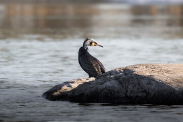 great cormorant stands on a rock by the sea at sunset