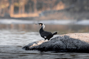 great cormorant is standing on the river bank