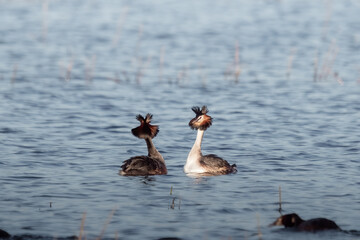 two Great Crested Grebe are dancing with grass in the mating season