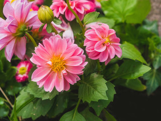 Kleien rosa Dahlienbl&uuml;ten im Topf , Garten