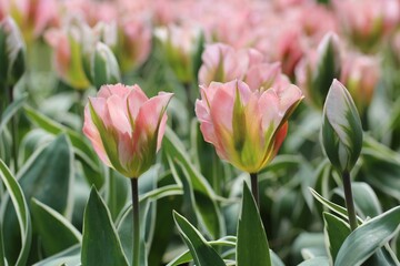 Pink-green tender tulips and a bud that has yet blossomed. Very cute. The city of Morges. Switzerland.
