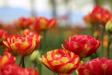 Yellow-red tulips in the botanical garden near Lake Geneva. The city of Morges. Switzerland.