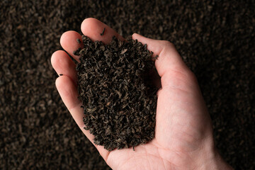 Hands taking a handful of fanning or broken loose leaf black tea and examining it in detail. Close up, top view