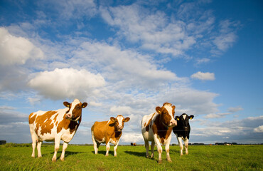 Fototapeta na wymiar Dutch cows in the meadow