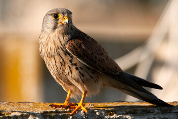 Common kestrel sitting on the roof at sunset