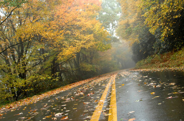 Wet Fall morning fills this photo frame.  Yellow line pulls you into this misty October journey and the wet pavement's glow does little to dispel the dampness of the morning.