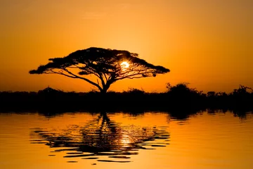 Abwaschbare Fototapete Reflection Beautiful african sunrise reflected on lake, with backlit acacia tree on Amboseli Natural Park, Kenya.