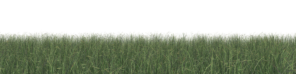 Evergreen grass field in nature, meadow in springtime, Tropical forest isolated on transparent background - PNG file, 3D rendering illustration for create and design or etc
