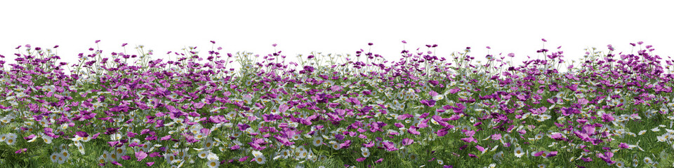 Fototapeta premium Colorful flowers and grass field in nature, Flowres on garden in springtime, Tropical forest isolated on transparent background - PNG file, 3D rendering illustration for create and design or etc