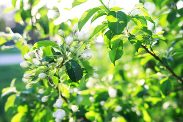 White flowers on a green bush. Spring cherry apple blossom. The white rose is blooming.