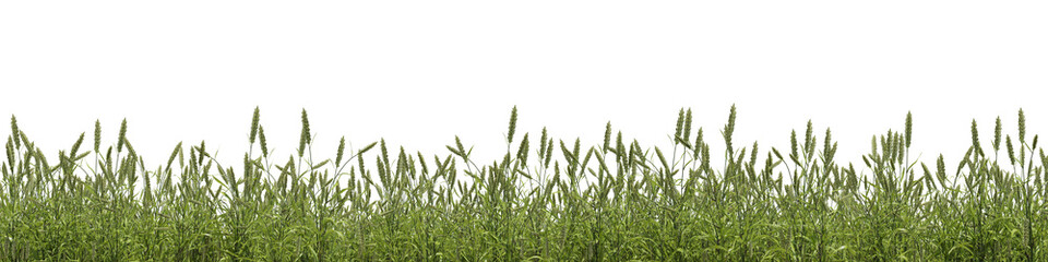 Evergreen grass field in nature, meadow in springtime, Tropical forest isolated on transparent background - PNG file, 3D rendering illustration for create and design or etc