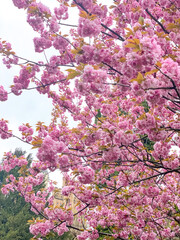Pink cherry flowers. Sakura blossom.