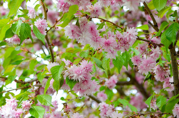 Pink cherry flowers. Sakura blossom.