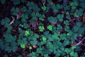 Green grass background. Four leaf clover symbol of St. Patrick's Day.