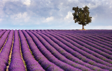 Image shows a  lavender field in Provence, France, with a lone tree in the background