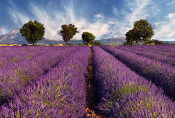 Obraz premium Image shows a lavender field in the region of Provence, southern France, photographed on a windy afternoon