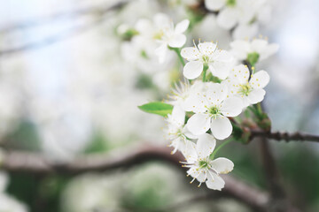 White flowers on a green bush. The white rose is blooming. Spring cherry apple blossom.