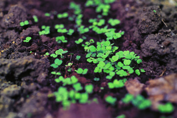Greenery in a greenhouse. Fresh greens in the spring on the beds. Young sprouts of seedlings in the garden.