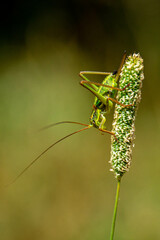 GRASSHOPPER