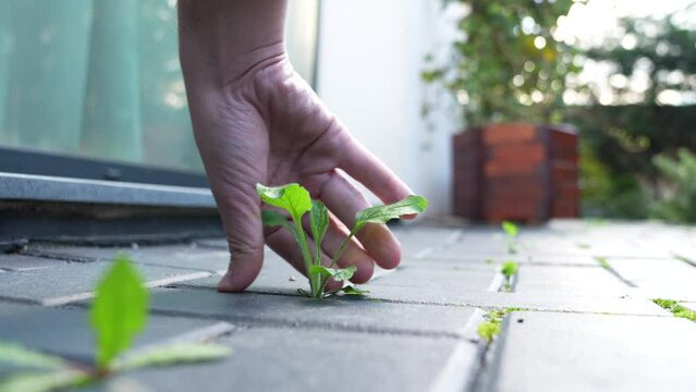 Weed between the pavement. 4K video with a male hand while grabs out and removes weeds in the backyard. Garden landscaping do it yourself maintenance.