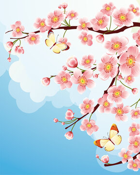Vector illustration - cherry blossom © Designpics