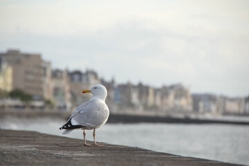 a seagull at the beach