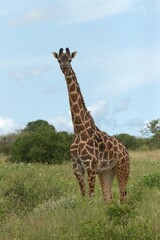 giraffe in the serengeti