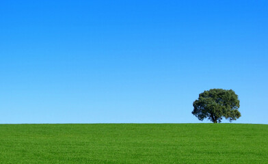 Obraz na płótnie Canvas Isolated tree in the green field.