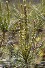 송화 가루를 품은 소나무 꽃