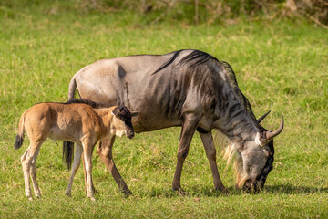 A female blue wildebeest with her young calf (Connochaetes taurinus) grazing, Amboseli National Park, Kenya.