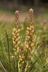 송화 가루를 품은 소나무 꽃