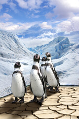 The group of penguins costs on dried end cracked ground and is very surprised