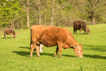 Cows grazing on green grass mountain meadow
