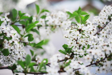 White flower on the tree. Apple and cherry blossoms. Spring flowering.