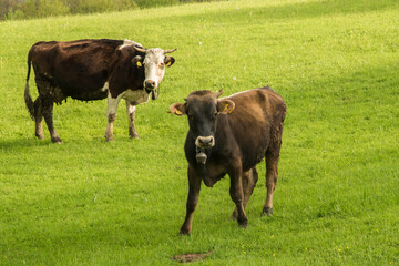 Cows grazing on green grass mountain meadow
