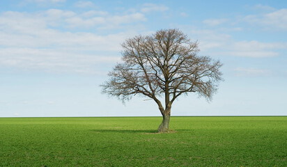 Fototapeta na wymiar Lonley tree on perfect green field