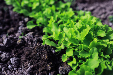 Young sprouts of seedlings in the vegetable garden. Greenery in a greenhouse. Fresh herbs in the spring on the beds.