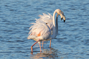 Phoenicopterus roseus is a red flamingo common in aiguamolls emporda girona spain