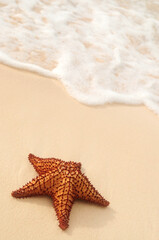 Fototapeta na wymiar Starfish and ocean wave on sandy tropical beach