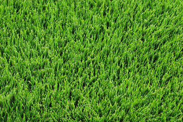 Close up of bright green grass background