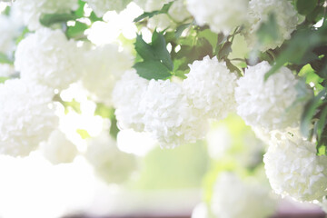 White flowers on a green bush. The white rose is blooming. Spring cherry apple blossom.