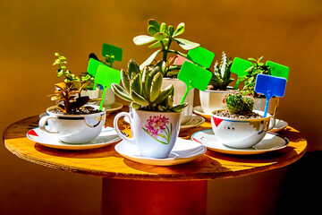 plants, succulents and cacti in cups stand on a round wooden table and are sold