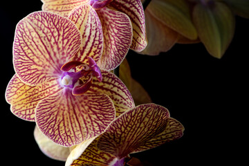 Beautiful Phalaenopsis Orchid on a Dark Background