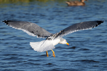 Larus michahellis is a mediterranean seagull common in aiguamolls emporda girona spain