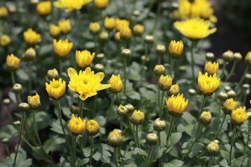 Yellow flowers in bloom full frame used as background