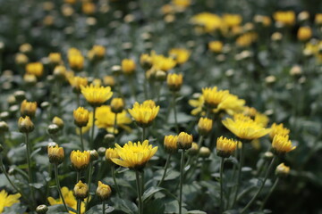 Yellow flowers in bloom full frame used as background