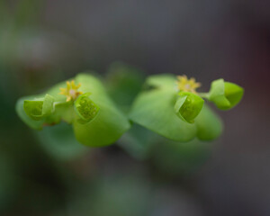 Woodland flowers