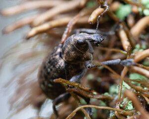 Weevil
